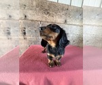 Small #7 Dachshund