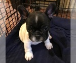 Small Photo #2 French Bulldog Puppy For Sale in GASTONIA, NC, USA