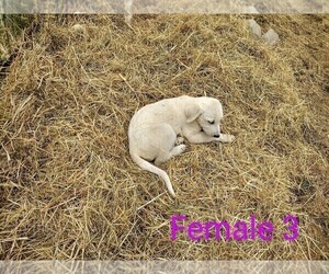 Anatolian Shepherd-Great Pyrenees Mix Puppy for sale in YACOLT, WA, USA