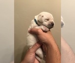 Small #33 Labrador Retriever