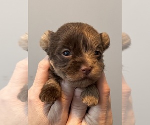 YorkiePoo Puppy for Sale in FRANKLIN, Vermont USA