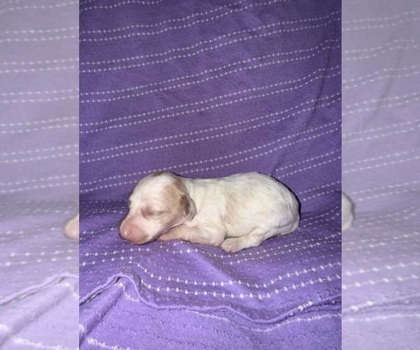 Medium Photo #3 Cavapoo-Poodle (Miniature) Mix Puppy For Sale in MUNFORDVILLE, KY, USA