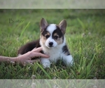 Puppy Buster Pembroke Welsh Corgi