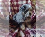 Small #3 Bernedoodle (Miniature)