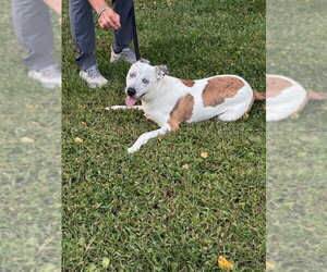 Wrangler - Male Mountain Cur-Unknown Mix Dog for Adoption - Photo #14