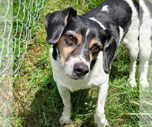 Levon (& Leroy) - Male Beagle-Unknown Mix Dog for Adoption - Photo #3