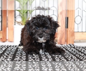 Yo-Chon Puppy for sale in NAPLES, FL, USA