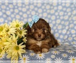 Small Photo #6 Havanese-Poodle (Toy) Mix Puppy For Sale in ELKTON, MD, USA