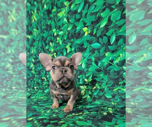 Medium Photo #3 French Bulldog Puppy For Sale in INDIANAPOLIS, IN, USA