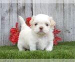 Small #16 Shih Tzu