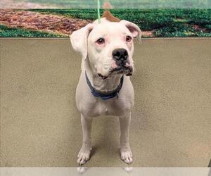 Boxer-Unknown Mix Dogs for adoption in Moreno Valley, CA, USA