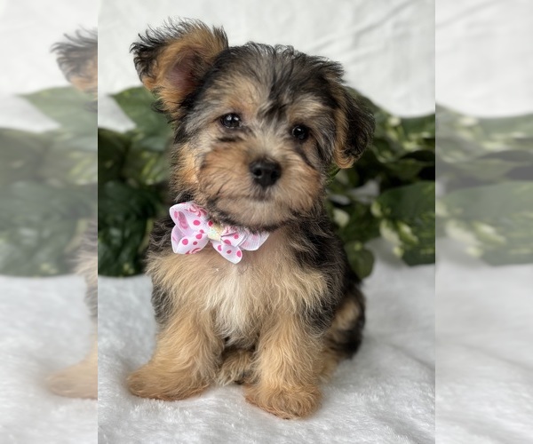 Medium Photo #18 Morkie Puppy For Sale in ROCK STREAM, NY, USA