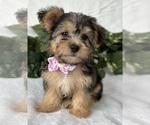 Small #17 Morkie