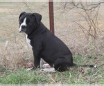 Small Photo #5 Alapaha Blue Blood Bulldog Puppy For Sale in MARBLE FALLS, AR, USA