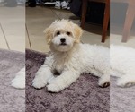 Small #4 Lhasa-Poo