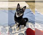 Small Shiba Inu Mix