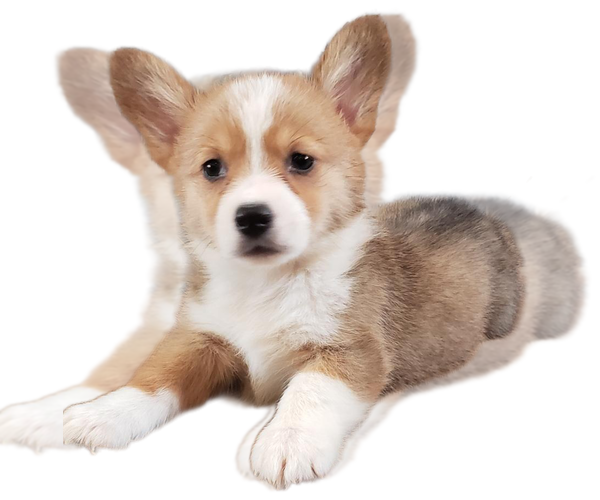 Medium Photo #1 Pembroke Welsh Corgi Puppy For Sale in MILTON, WI, USA