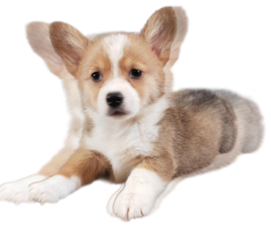 Pembroke Welsh Corgi Puppy for sale in MILTON, WI, USA