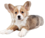 Small Pembroke Welsh Corgi