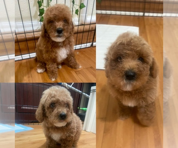 Medium Photo #3 Poodle (Miniature) Puppy For Sale in SAN FRANCISCO, CA, USA