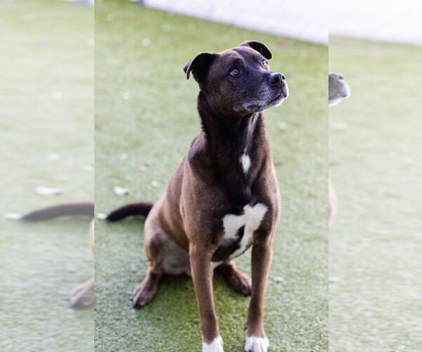 Medium Photo #3 Mutt Puppy For Sale in Canton, CT, USA