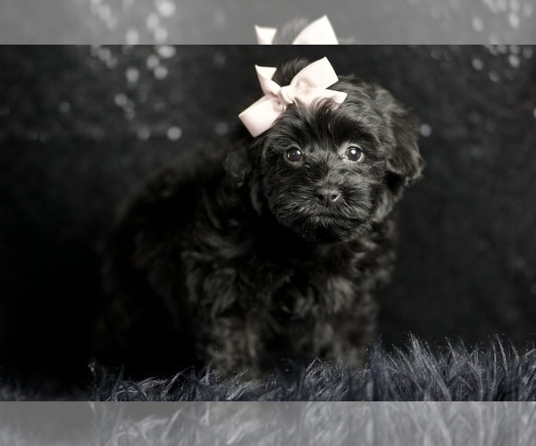 Medium Photo #6 Morkie Puppy For Sale in WARSAW, IN, USA