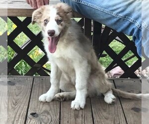 Border Collie Puppy for sale in BRAYTON, IA, USA