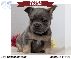 Medium French Bulldog