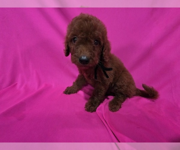 Medium Photo #4 Goldendoodle Puppy For Sale in DUBLIN, TX, USA