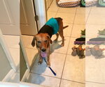 Small #12 Beagle