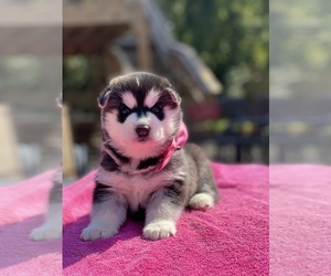Siberian Husky Puppy for sale in ANTIOCH, TN, USA