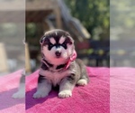 Small Photo #1 Siberian Husky Puppy For Sale in ANTIOCH, TN, USA