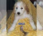 Puppy Finn Jr Aussiedoodle-Labradoodle Mix