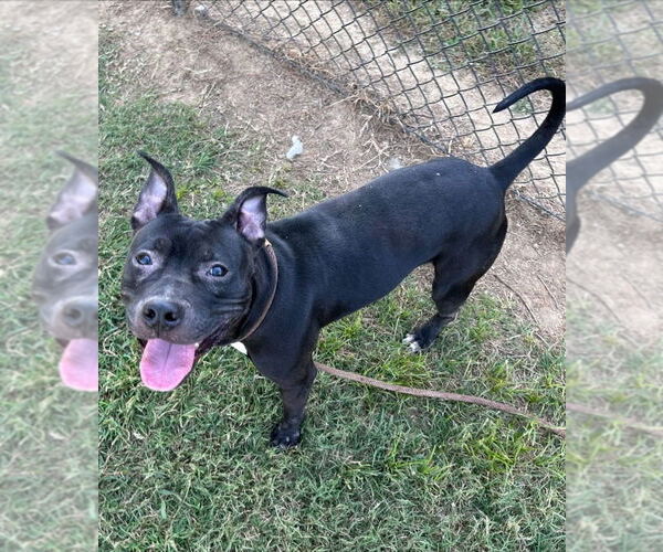 Medium Photo #3 Mutt Puppy For Sale in Evansville, IN, USA