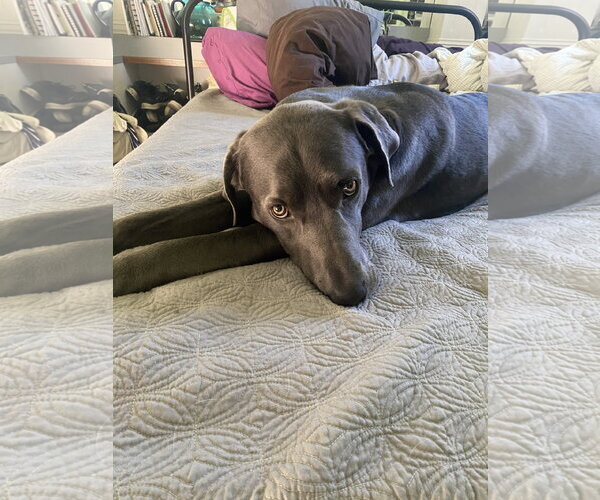 Medium Photo #4 Great Dane-Labrador Retriever Mix Puppy For Sale in Fort Collins, CO, USA