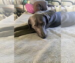 Small #3 Great Dane-Labrador Retriever Mix