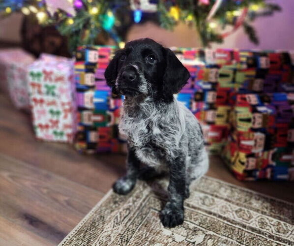 Medium Photo #5 German Shorthaired Pointer-Goldendoodle Mix Puppy For Sale in WILLACOOCHEE, GA, USA