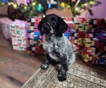 Small #4 German Shorthaired Pointer-Goldendoodle Mix