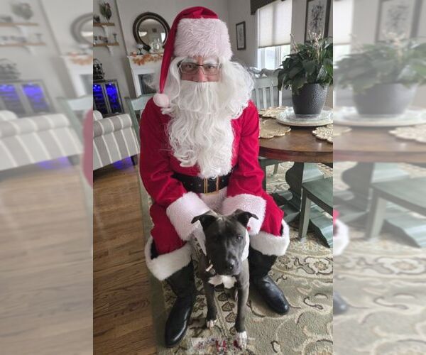 Medium Photo #3 Boxer-Unknown Mix Puppy For Sale in Boonton, NJ, USA