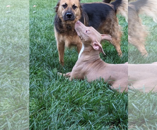 Medium Photo #2 American Staffordshire Terrier-Unknown Mix Puppy For Sale in Holly Springs, NC, USA