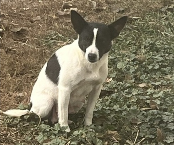 Medium Photo #1 Mutt Puppy For Sale in KALONA, IA, USA