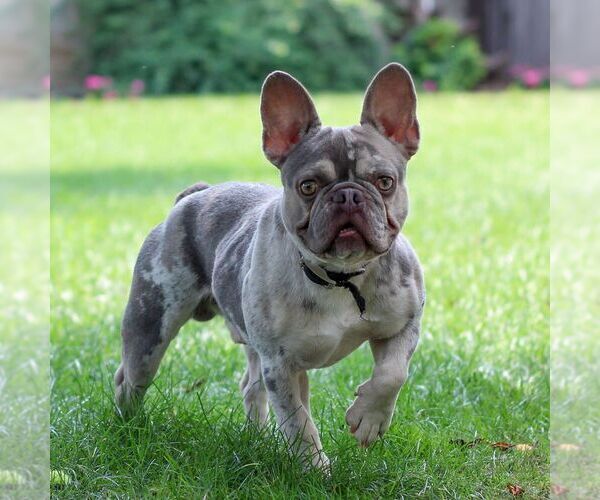 Medium Photo #1 French Bulldog Puppy For Sale in EAST EARL, PA, USA