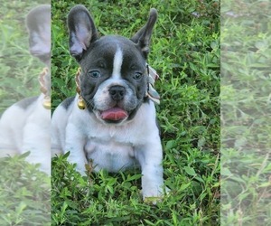 French Bulldog Puppy for Sale in CRANSTON, Rhode Island USA