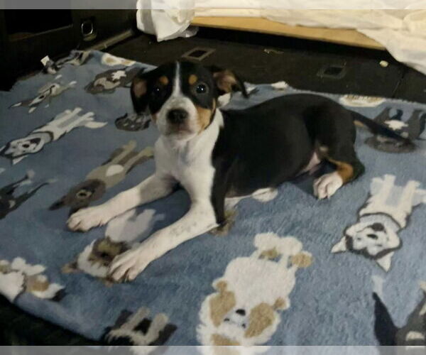 Medium Photo #3 Mutt Puppy For Sale in Minneapolis, MN, USA