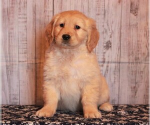 Golden Retriever Puppy for sale in APPLE CREEK, OH, USA
