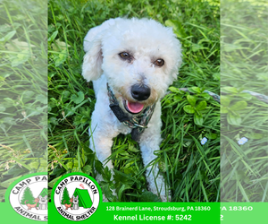 Bichon Frise Dogs for adoption in Stroudsburg, PA, USA