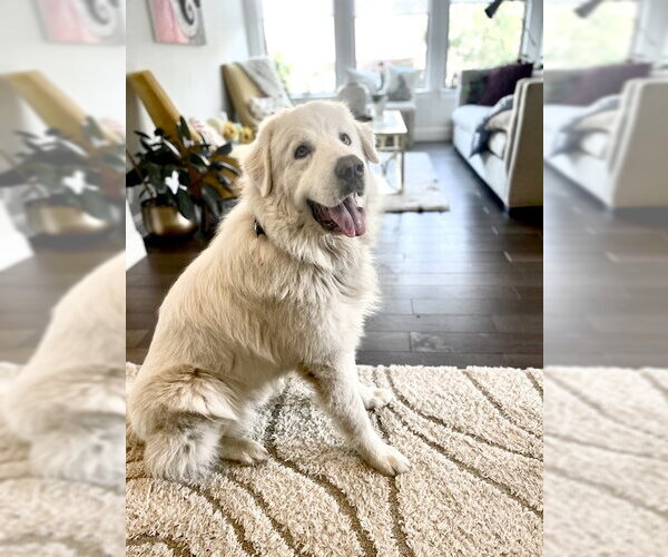 Medium Photo #7 Great Pyrenees Puppy For Sale in Spring, TX, USA