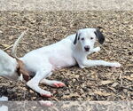 Small English Springer Spaniel-Pointer Mix