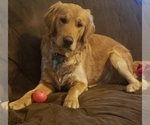 Small Photo #1 Golden Retriever Puppy For Sale in KINGMAN, AZ, USA
