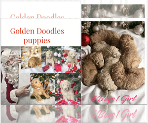 Goldendoodle Puppy for sale in LITHIA, FL, USA